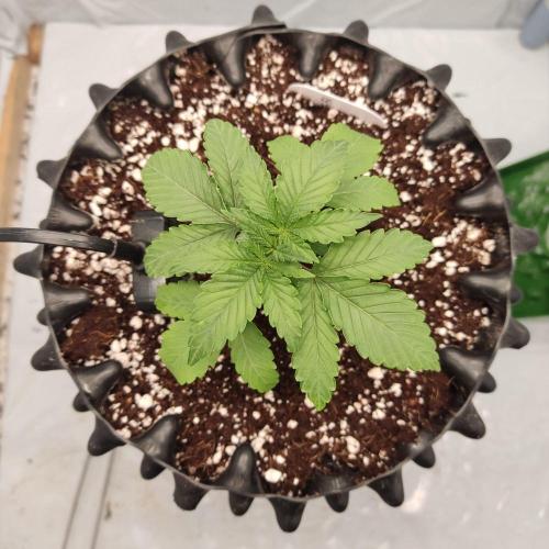 Lemon Cherry Gelato F1 Zamnesia. Week 2