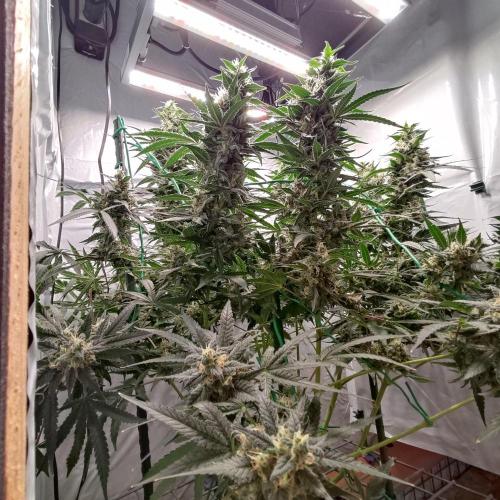 AK 47. Week 9