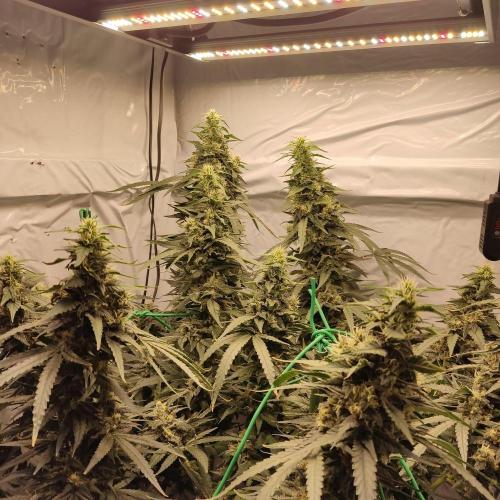 AK 47. Week 9