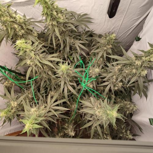 AK 47. Week 9