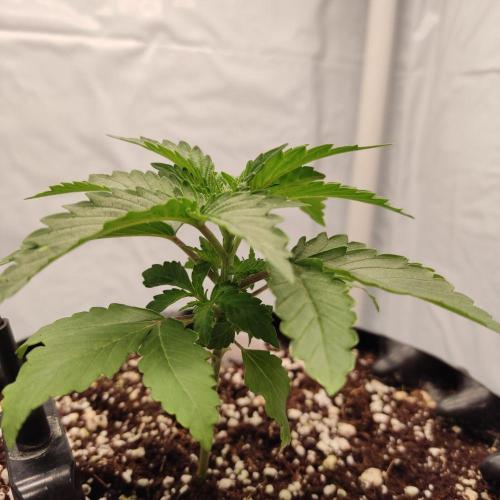 Lemon Cherry Gelato F1 Zamnesia. Week 2 - 30.8
