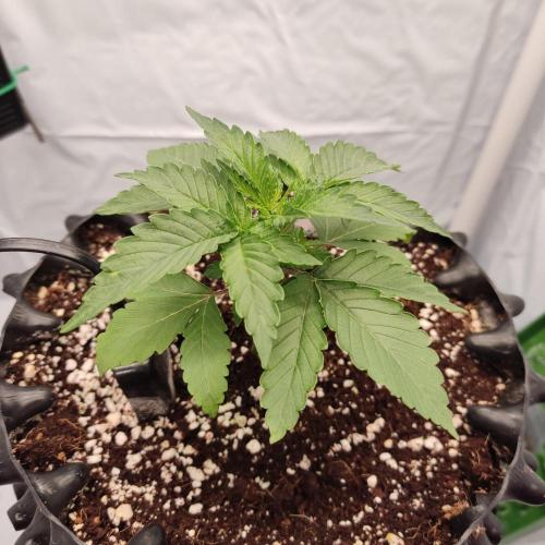 Lemon Cherry Gelato F1 Zamnesia. Week 2 - 30.8