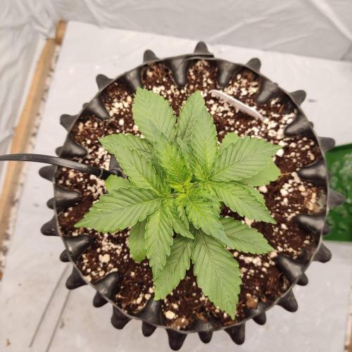 Lemon Cherry Gelato F1 Zamnesia. Week 2 - 30.8