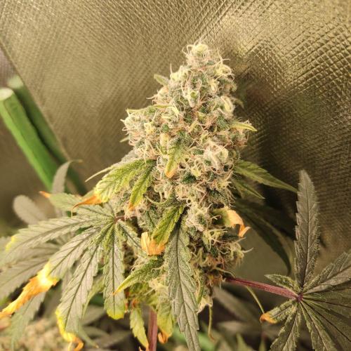 GG#4 by Zamnesia. Week 11