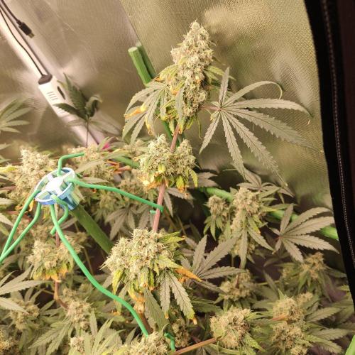 GG#4 by Zamnesia. Week 11