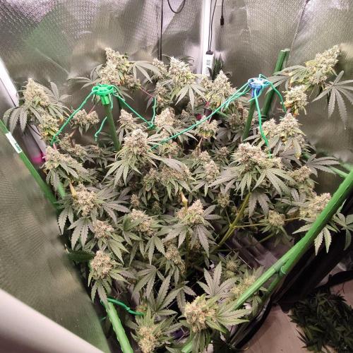 GG#4 by Zamnesia. Week 11
