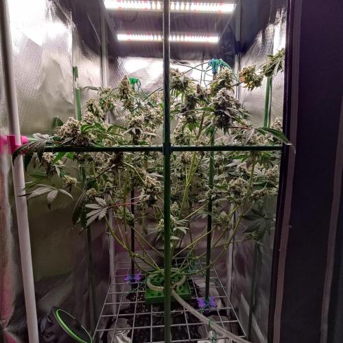 GG#4 by Zamnesia. Week 11