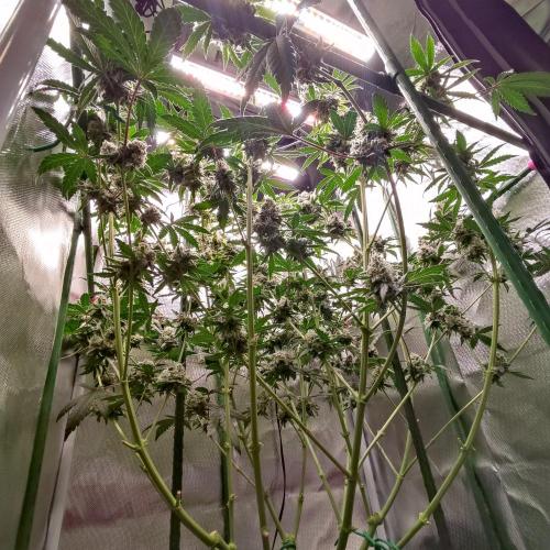 GG#4 by Zamnesia. Week 11