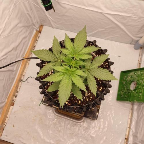 Lemon Cherry Gelato F1 Zamnesia. Week 2 - 01.09