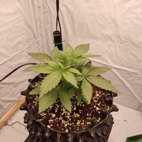 Lemon Cherry Gelato F1 Zamnesia. Week 2 - 01.09