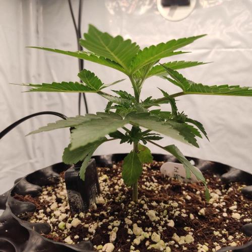 Lemon Cherry Gelato F1 Zamnesia. Week 2 - 01.09