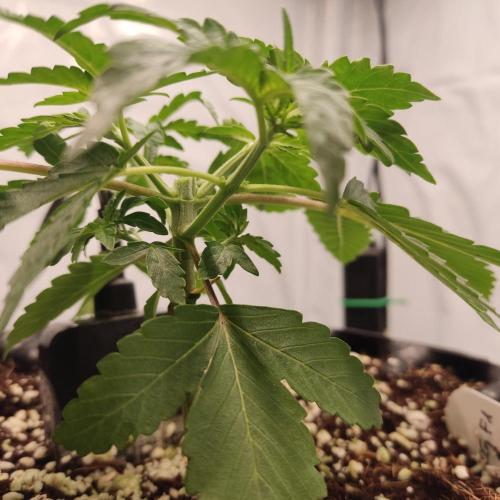 Lemon Cherry Gelato F1 Zamnesia. Week 2 - 02.09
