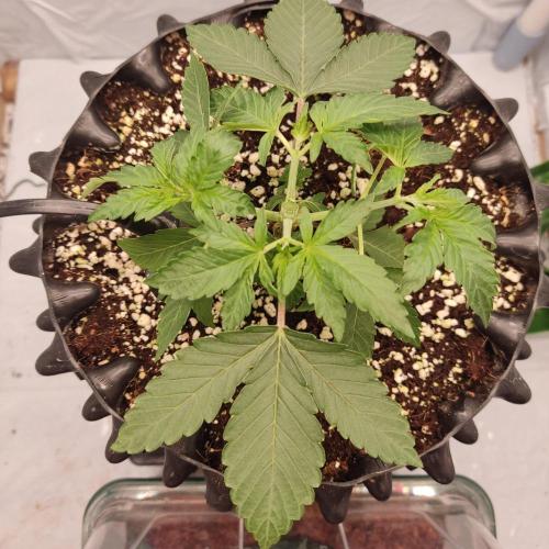 Lemon Cherry Gelato F1. Week 2
