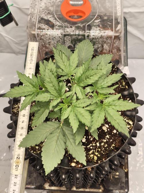 Lemon Cherry Gelato F1 Zamnesia. Week 2 - 03.09