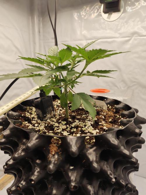 Lemon Cherry Gelato F1 Zamnesia. Week 2 - 03.09