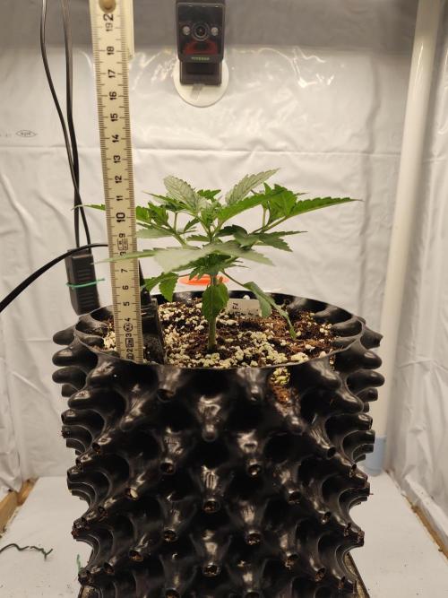 Lemon Cherry Gelato F1. Week 2