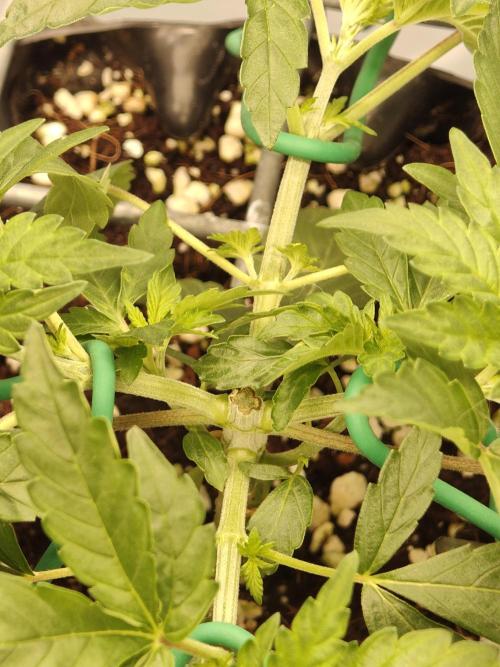 Lemon Cherry Gelato F1 Zamnesia. Week 3 - 04.09