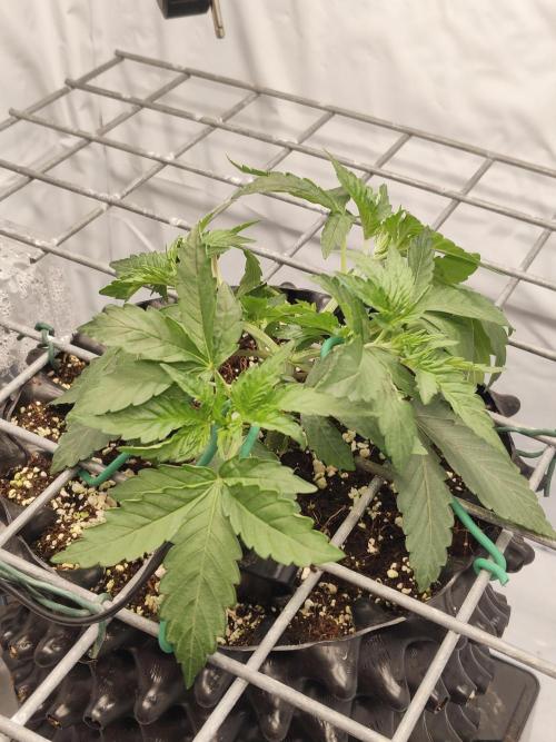 Lemon Cherry Gelato F1 Zamnesia. Week 3 - 04.09