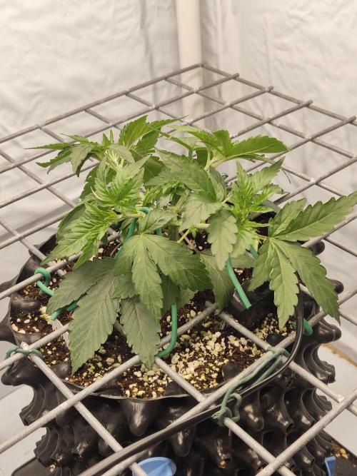 Lemon Cherry Gelato F1. Week 3