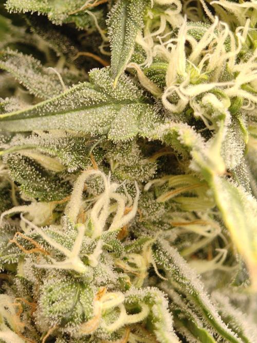 AK 47. Week 10