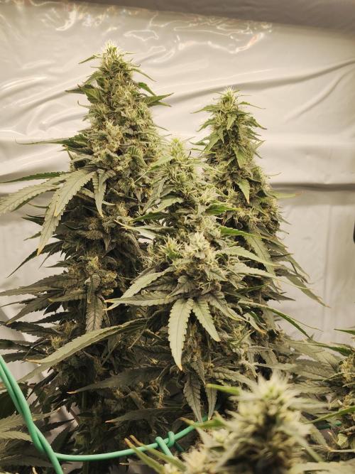 AK 47. Week 10