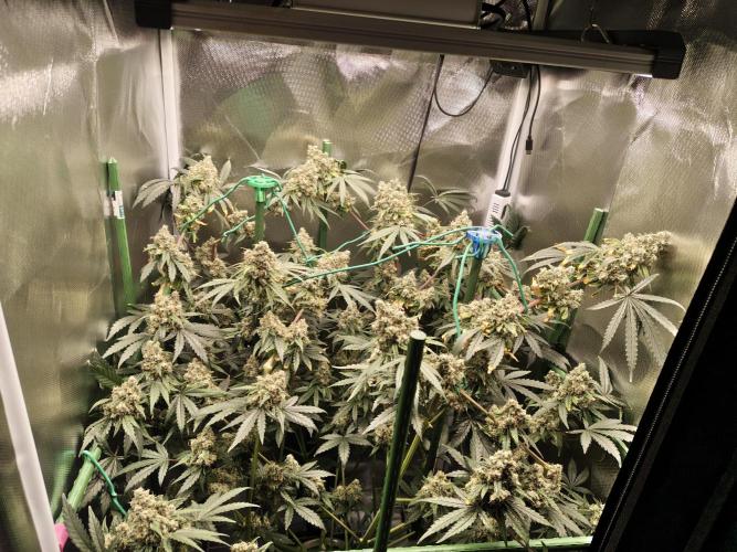GG#4 by Zamnesia. Week 12