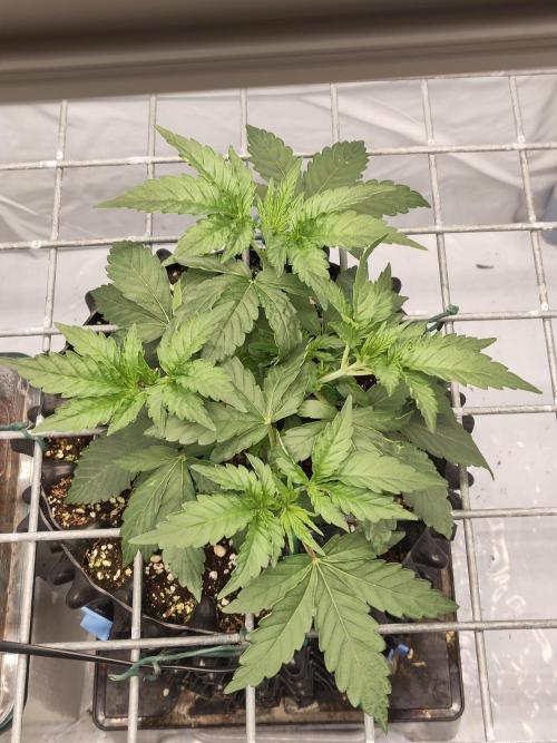 Lemon Cherry Gelato F1 Zamnesia. Week 3 - 05.09