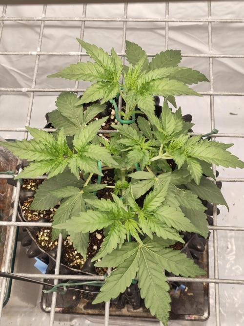 Lemon Cherry Gelato F1 Zamnesia. Week 3 - 05.09