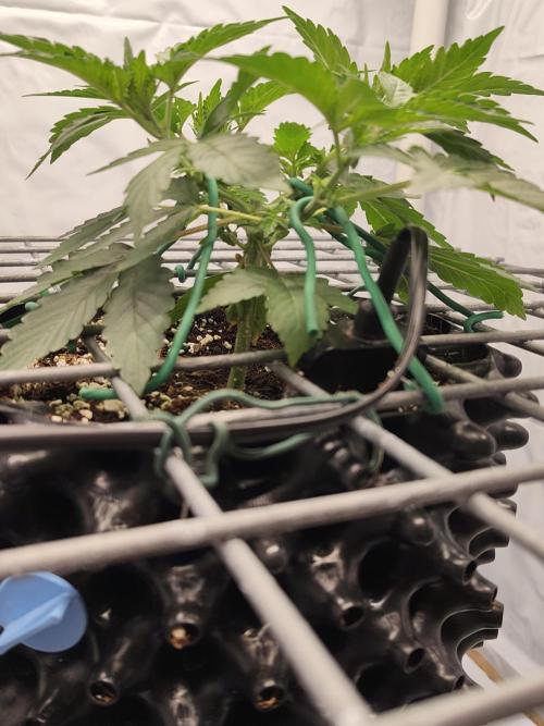 Lemon Cherry Gelato F1 Zamnesia. Week 3 - 05.09