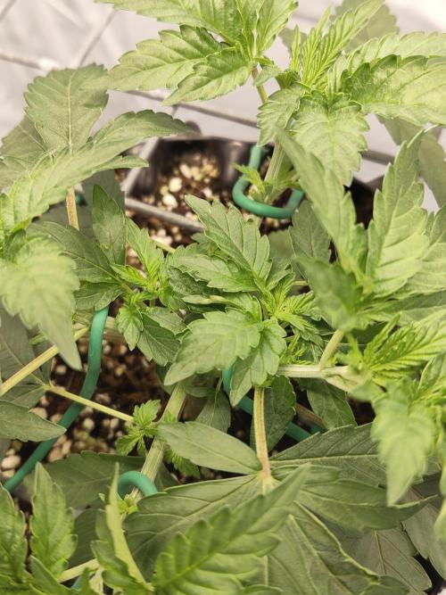 Lemon Cherry Gelato F1 Zamnesia. Week 3 - 05.09