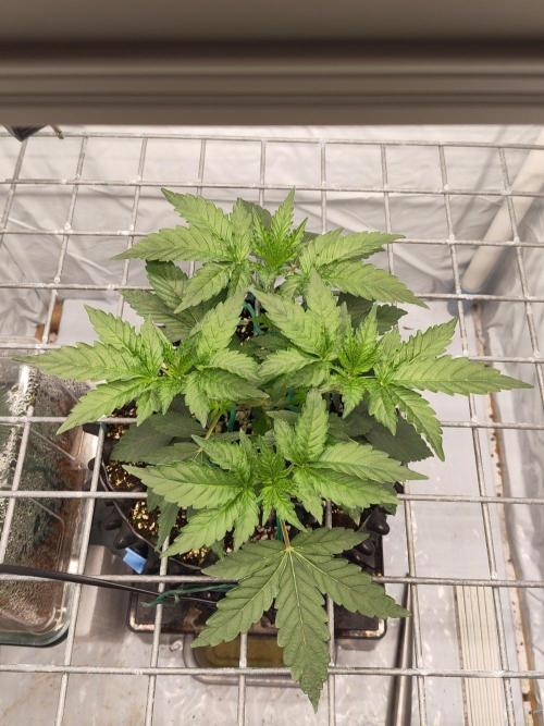 Lemon Cherry Gelato F1 Zamnesia. Week 3 - 07.09