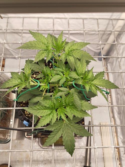Lemon Cherry Gelato F1 Zamnesia. Week 3 - 07.09