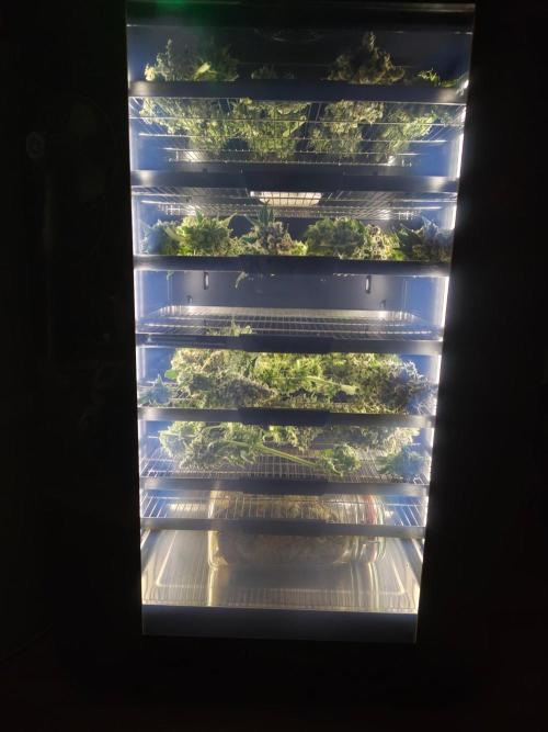 Insane OG. Week 13