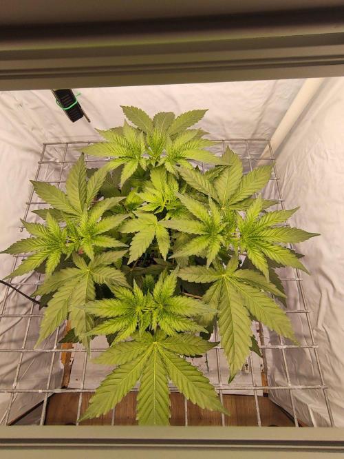Lemon Cherry Gelato F1 Zamnesia. Week 4