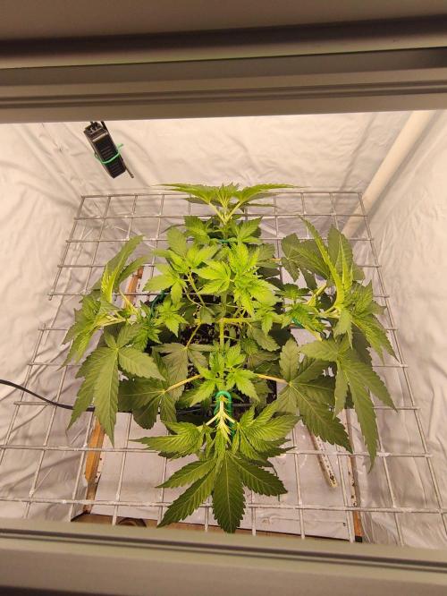 Lemon Cherry Gelato F1 Zamnesia. Week 4
