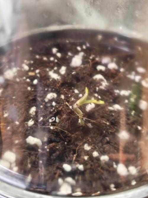 Pickled Lemon Haze F1 by Zamnesia. Week 0