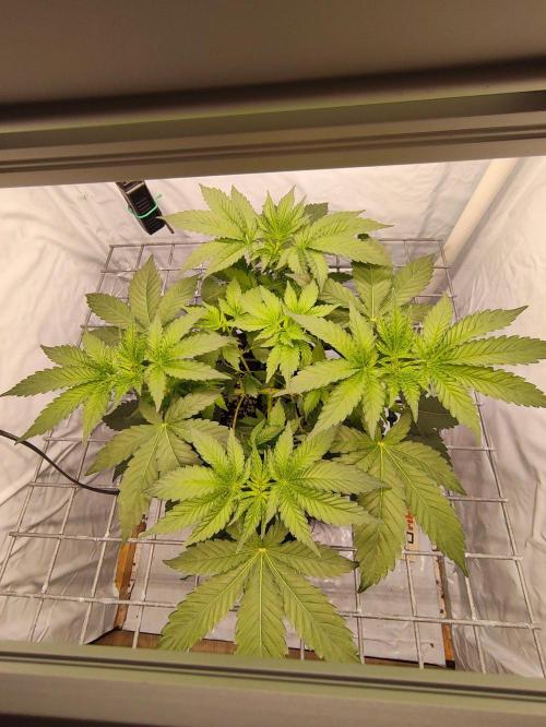 Lemon Cherry Gelato F1 Zamnesia. Week 4