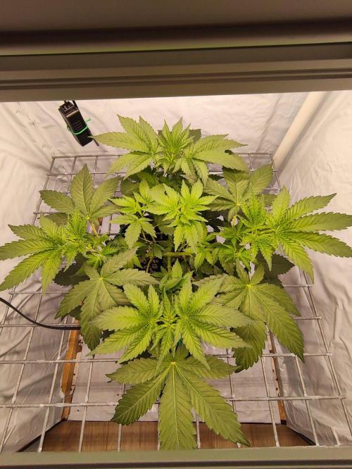Lemon Cherry Gelato F1 Zamnesia. Week 4