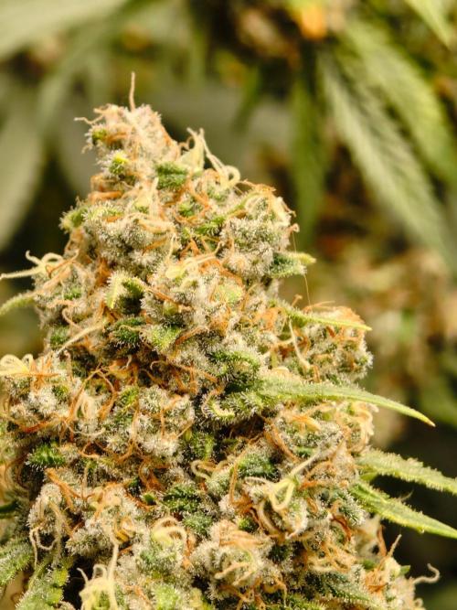 GG#4 by Zamnesia. Week 13