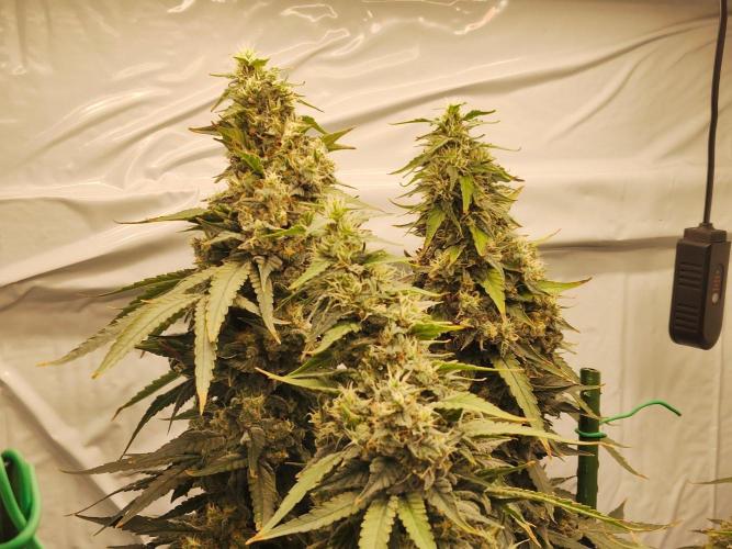 AK 47. Week 11