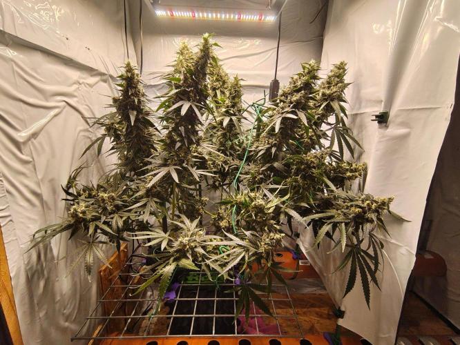 AK 47. Week 11