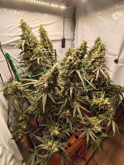 AK 47. Week 11