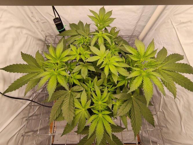 Lemon Cherry Gelato F1 Zamnesia. Week 4