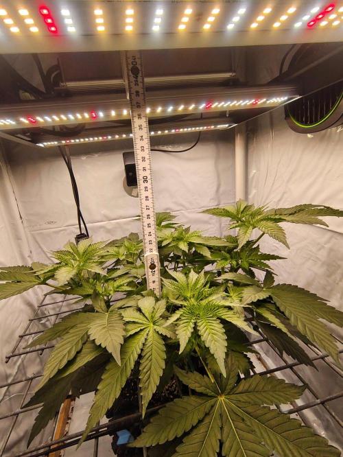 Lemon Cherry Gelato F1 Zamnesia. Week 4
