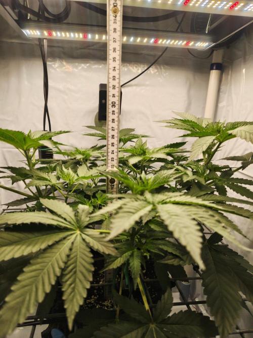 Lemon Cherry Gelato F1 Zamnesia. Week 5