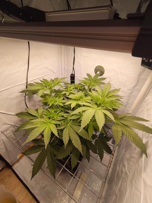 Lemon Cherry Gelato F1 Zamnesia. Week 5