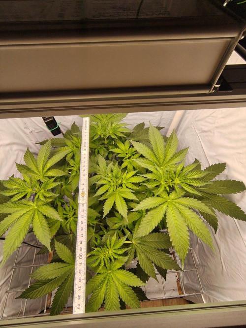 Lemon Cherry Gelato F1 Zamnesia. Week 5