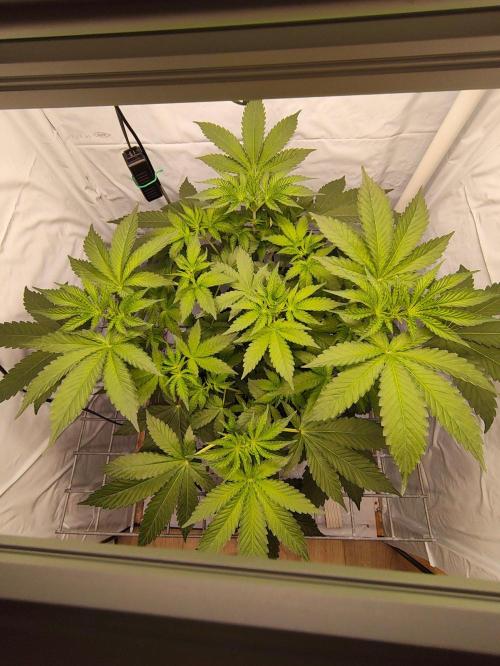 Lemon Cherry Gelato F1 Zamnesia. Week 5