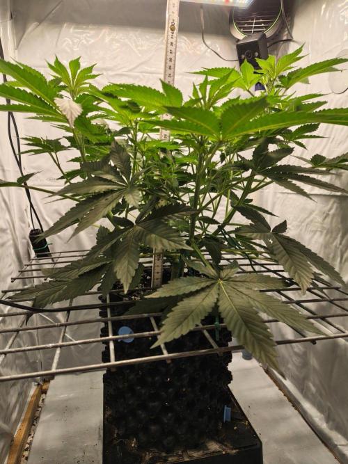 Lemon Cherry Gelato F1 Zamnesia. Week 5