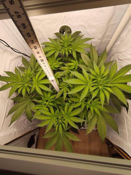 Lemon Cherry Gelato F1 Zamnesia. Week 5